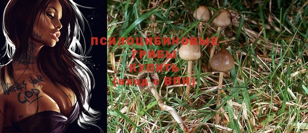 хмурый Абаза